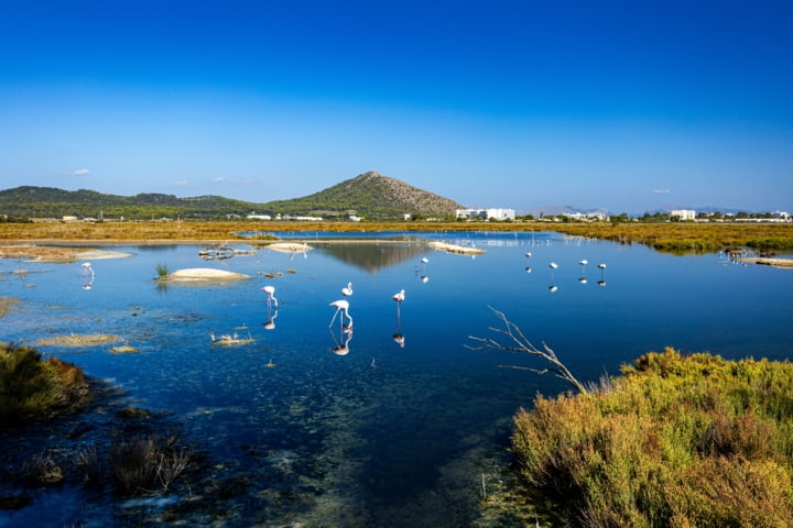 Naturpark S'Albufera auf Mallorca