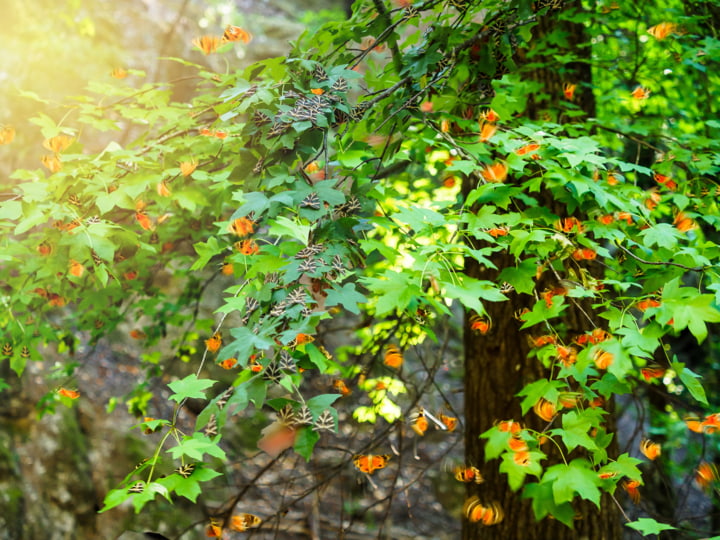 Blick auf die Natur im Tal der Schmetterlinge