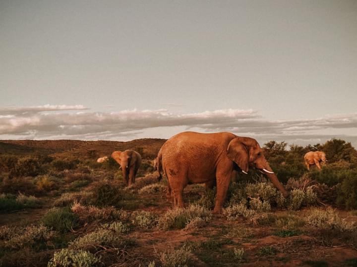 Elefanten in freier Wildbahn im Addo-Elefanten-Nationalpark