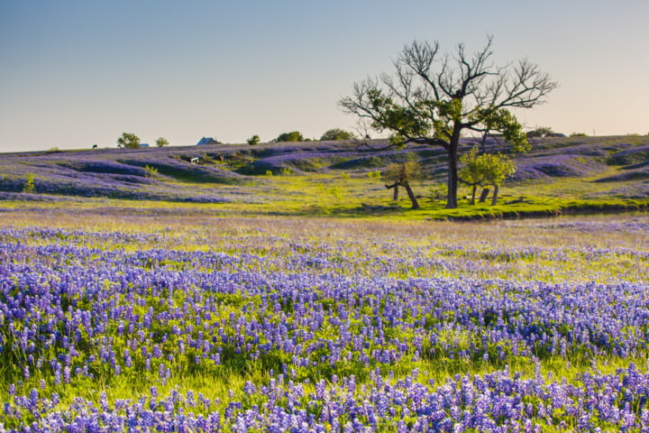 Blütenmeer mit Texas Bluebonnets