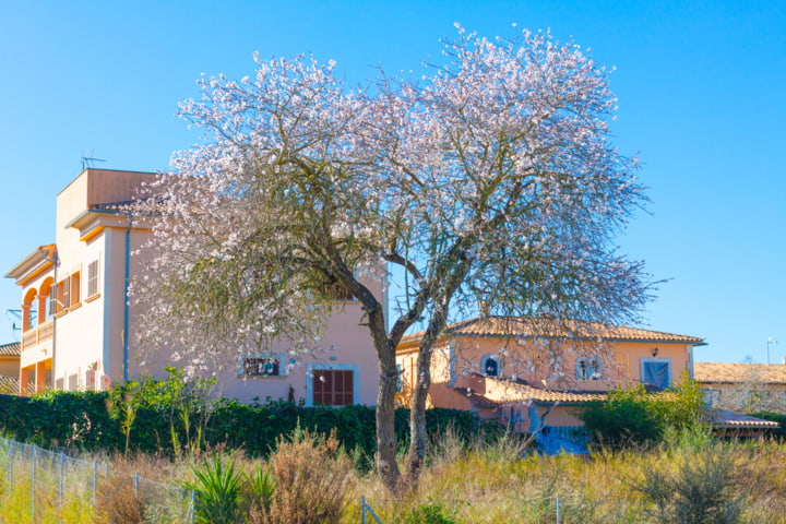 Mandelbaum in Costitx auf Mallorca