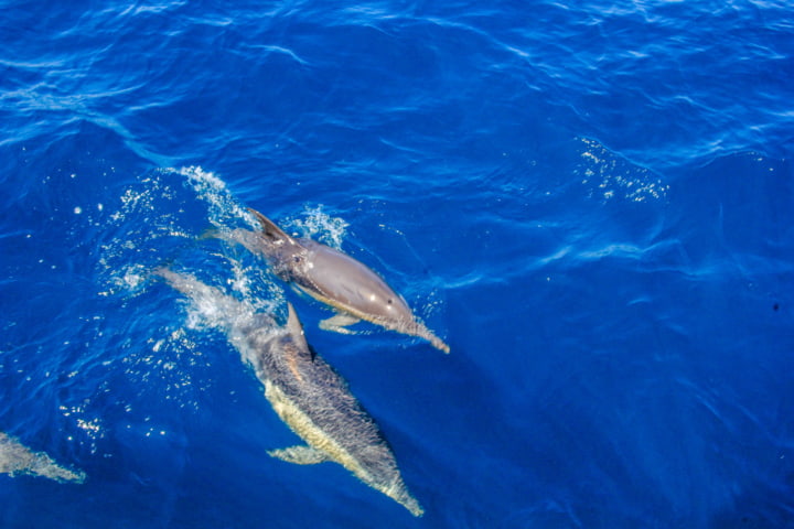 Delfine in Port Stephens