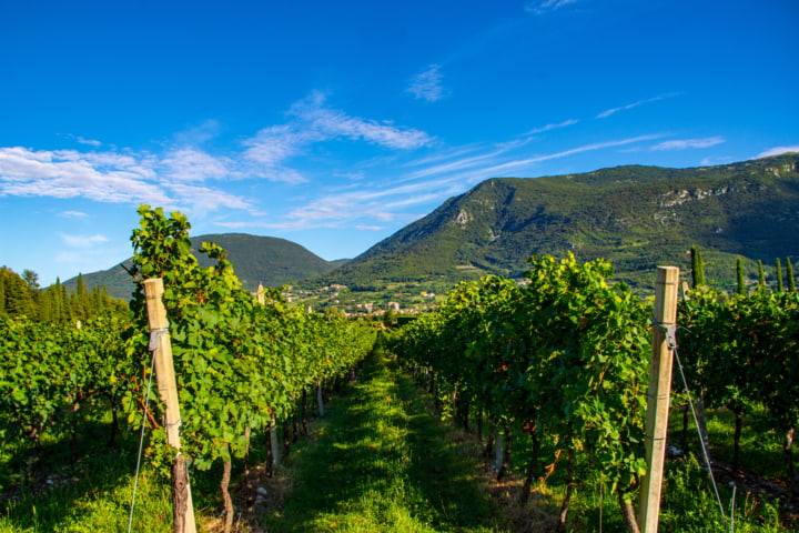 Weinberge von Bardolino