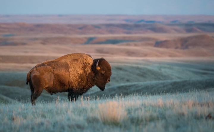 Bison im Grasslands-Nationalpark