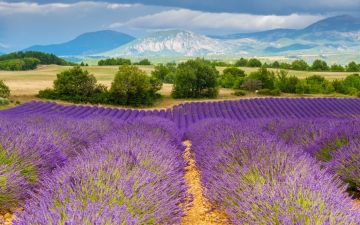 Lavendelfeld in der Provence