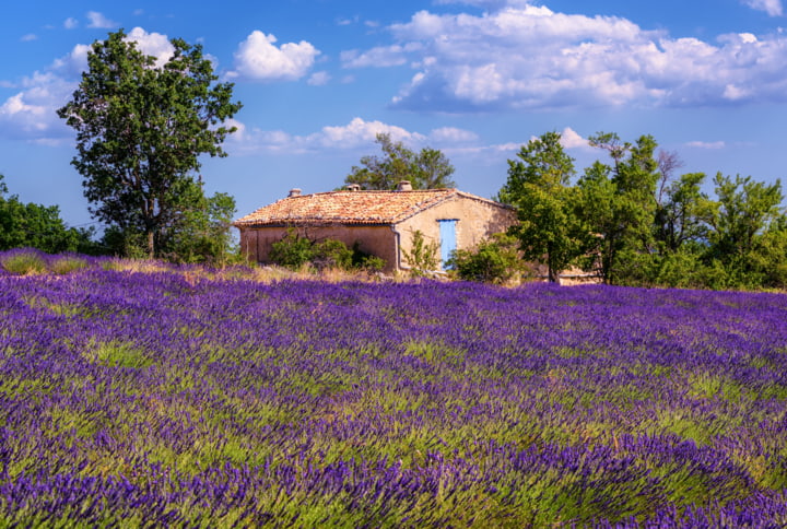 Lavendelfeld mit typischem Provence-Haus