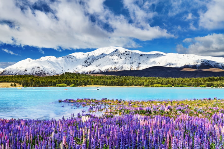 Blick über den türkisfarbenen Lake Tekapo