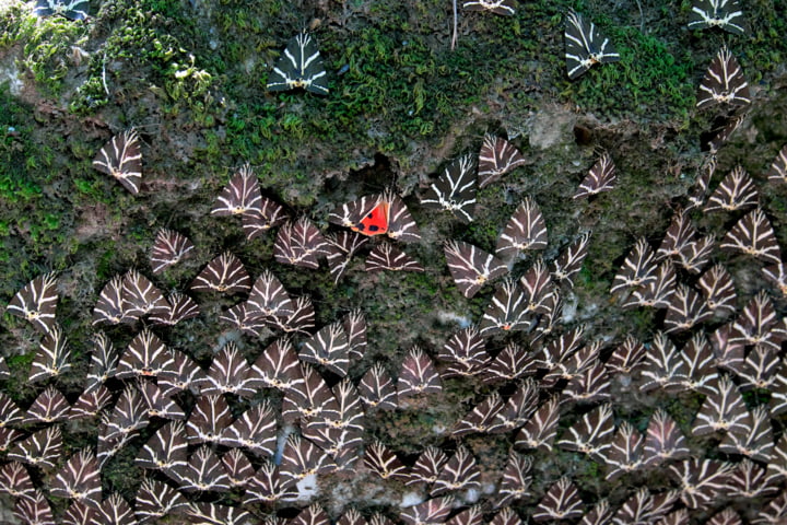 Schmetterlinge in Petaloudes auf Rhodos