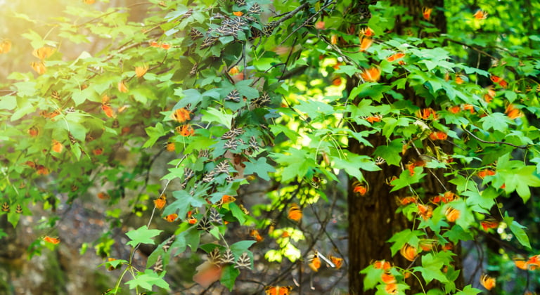 Tal der Schmetterlinge